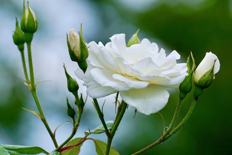 Biała róża w ogrodzie