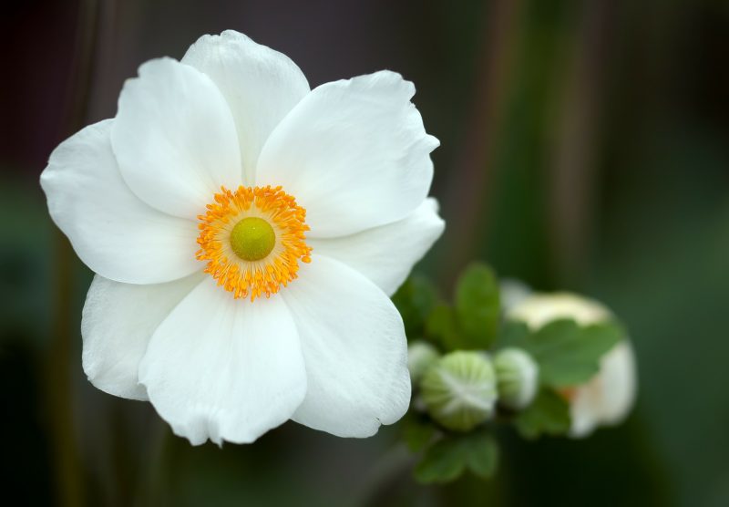 Biały kwiat kwitnący
