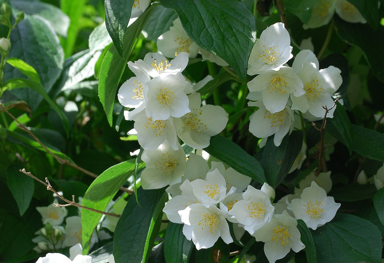 Wieloletnie białe kwiaty do ogrodu